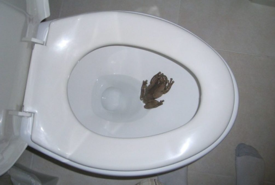  Frog Down the Toilet