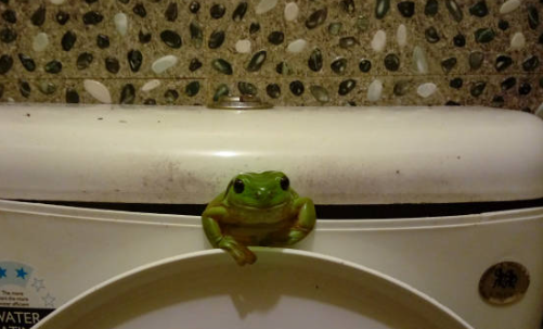  Frog Down the Toilet
